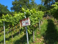 Affalterbach Lemberg Poppenweiler Wengert (c) pl 2024