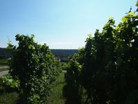 Hessigheim Blick durch Weinst&ouml;cke wei&szlig; (c) pl 2024